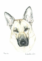 Coloured Pencil Drawing Police Dog